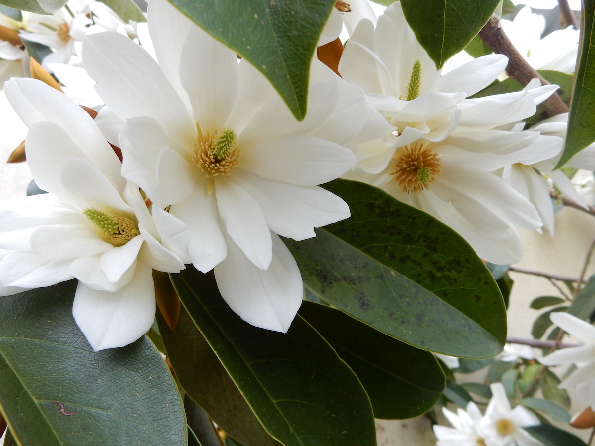 Fairy White